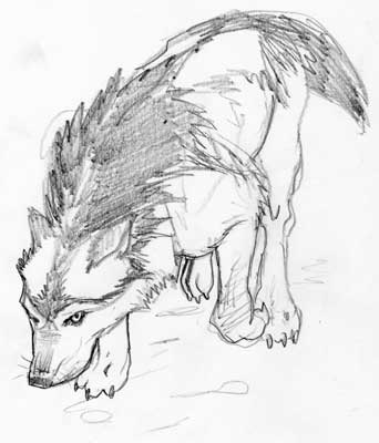 Wolf Sketch