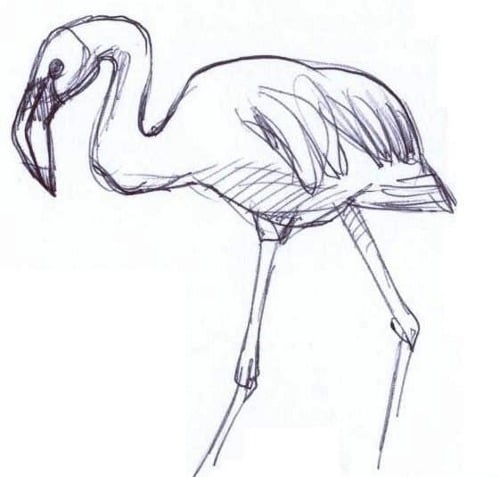 Pelican Sketch Pelican Sketch