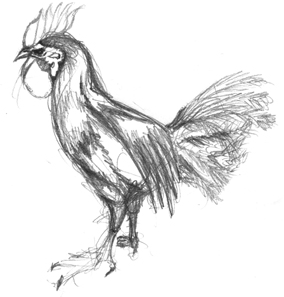 Rooster Sketch Rooster Sketch