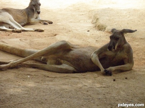 Kangaroos Kangaroos