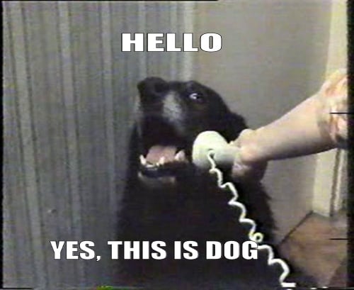 Hello This is Dog Hello This is Dog