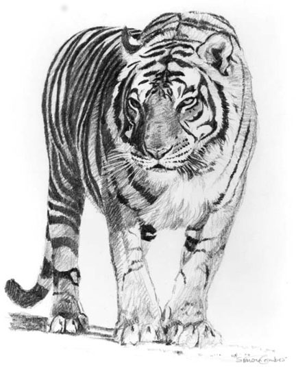 Tiger Sketch Tiger Sketch