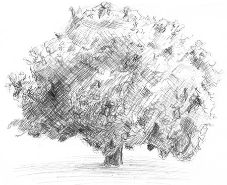Tree Sketch Tree Sketch