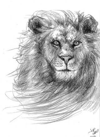 Lion Sketch Lion Sketch