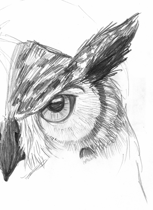 Owl Face Sketch Owl Face Sketch