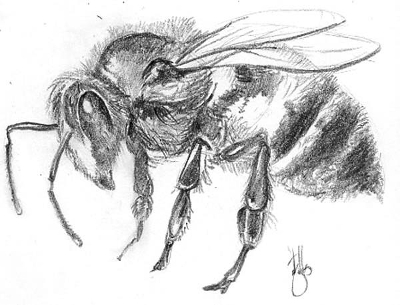 Bee Sketch Bee Sketch