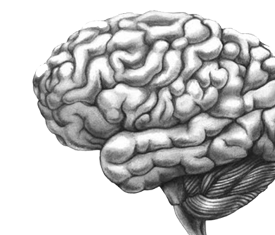Brain Sketch Brain Sketch