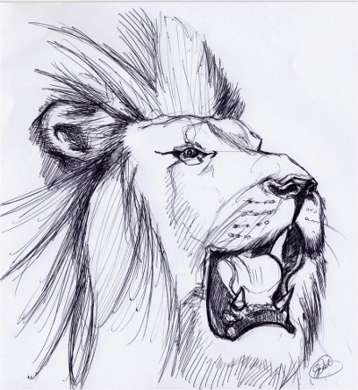 Lion Roar Sketch Lion Roar Sketch