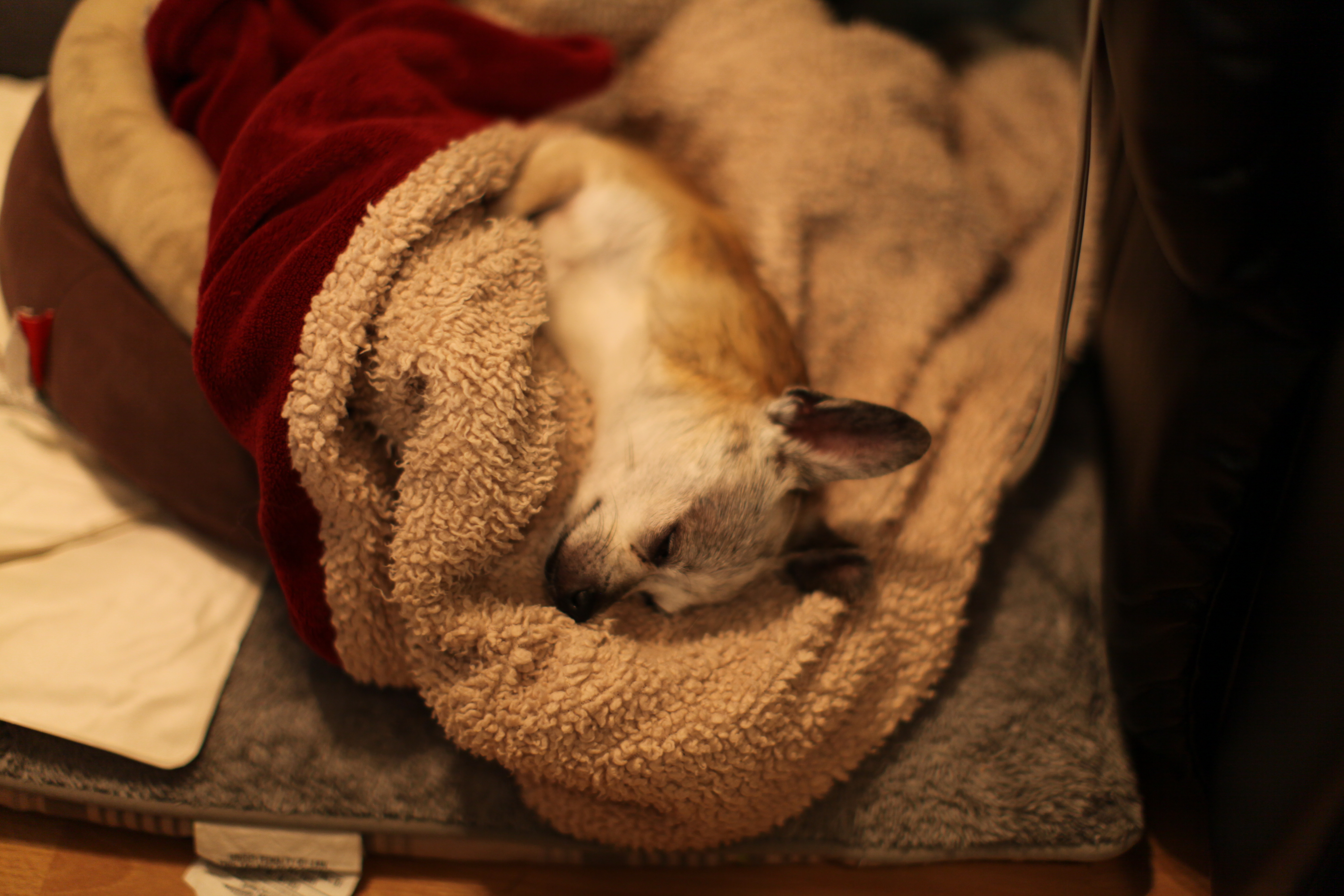 Scribbles Sleeping Scribbles Sleeping