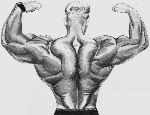 Bodybuilder Back Sketch Bodybuilder Back Sketch