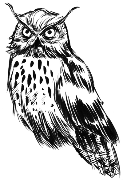 Upset Owl Sketch Upset Owl Sketch