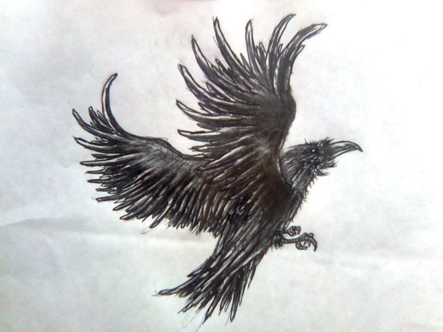 Crow Sketch Crow Sketch