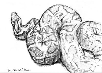 Python Sketch